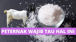 MANFAAT AIR GARAM UNTUK KAMBING