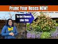 Your Roses Will Thank You for This Pruning Method | Rose Pruning Secrets Every Gardener Should Know