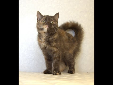 ブリティッシュショートヘアー子猫 British Shorthair 2025.3.20産まれ チョコトーティー 女の子 シーダキャット猫のお店