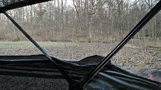 Doe A Deer A Female Deer... At 25 Yards Close Up