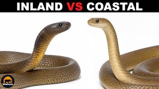 What is the difference between Inland Taipans and Coastal Taipans?