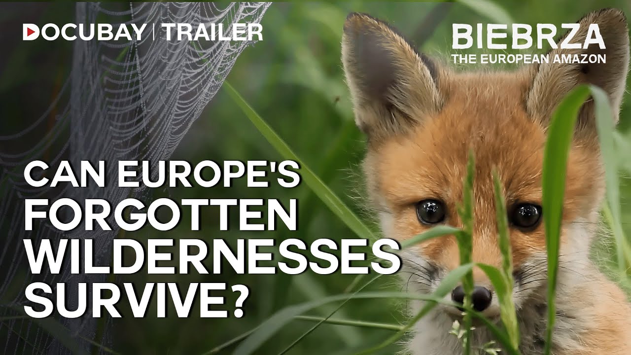 Poland's Biebrza National Park - The European Amazon - Documentary | Watch For Free On 