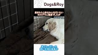 【英ゴルパピー】すくすく成長中！ #ブリーダー  #ゴールデンレトリーバー  #サモエド  #breeding