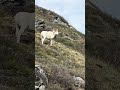 Dall sheep at Savage River about .5 mile past maintained trail.