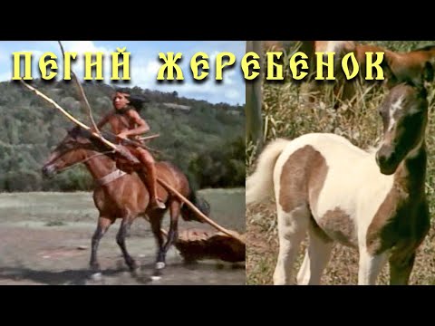 Пегий жеребёнок / Фильмы о лошадях