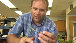 Seashore Paspalum ID