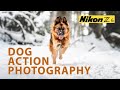 How to: Dogs in action photography - Nikon Z6