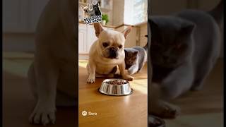 Cat and dog funny video 😂🐶🐱 | When your cat drives the dog crazy again 😹🐾 #shorts #dogcomedy
