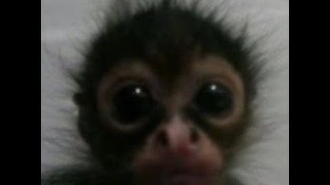 CHECKSPOTS | IVN | DEAD BY DAYLIGHT