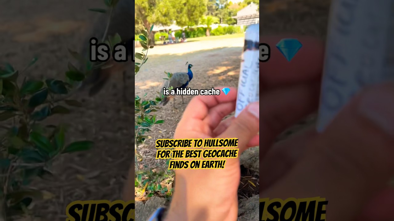 This island in Croatia had HUNDREDS of peacocks walking amongst some pretty amazing caches! 🦚