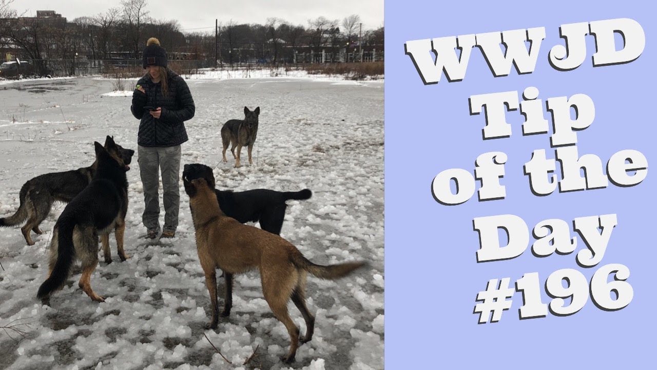dog trainer in delhi What Would Jeff Do? Dog Training Tip of the Day #196 Can you hear me now?!!!