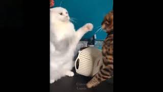 💗CUTE CATS VIDEO💗