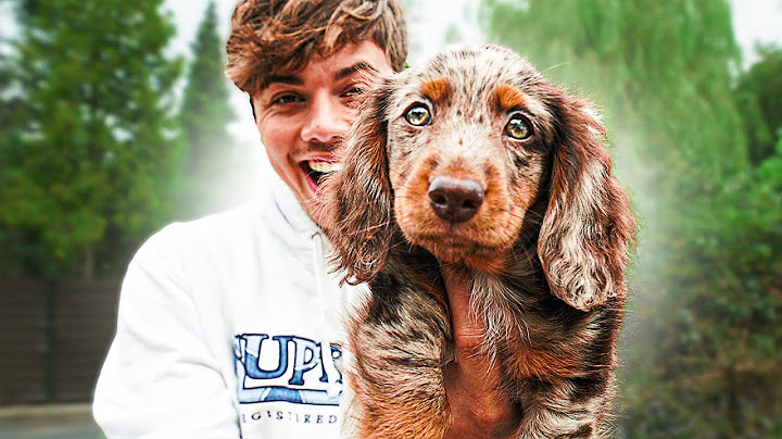DIT IS MIJN NIEUWE PUPPY OLLIE! 😍