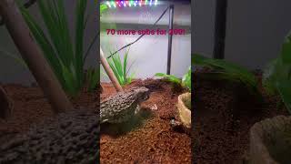 Vitamin Worm Gets Eaten By My Toad