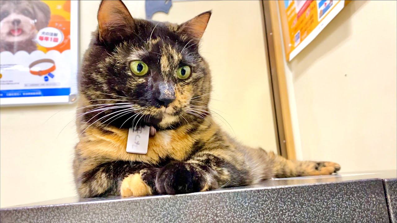 有空5mins Fishcat　Tisha 　ソフビ　猫 飛び猫 #猫 #cat #飛び猫 #cutecats