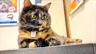 Befriend the hospital's idol cat.