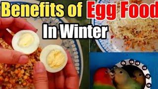 Birds ko egg food kab our kyu Dena hai Love birds Java finch cocktail Ringneck ###