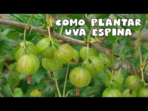 Vídeo: Com Trasplantar Groselles? Quan Puc Transferir-me A Una Altra Ubicació? Com Trasplantar Un Arbust Correctament A La Primavera I La Tardor? Com Desenterrar Una Grosella Espinosa Adu