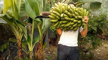 Nải chuối chỉ có một quả chuối lần đầu mới thấy