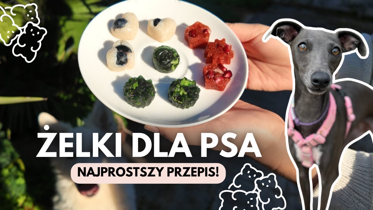 Przepis na prozdrowotne żelki dla psa! Pyszna przekąska, która poprawia zdrowie 🧸