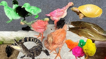 Bắt Các Con Vật Dễ Thương, Vịt, Gà, Cá Trê, Cá Lóc, Rùa Dễ Thương, Thỏ, Ếch, Cua