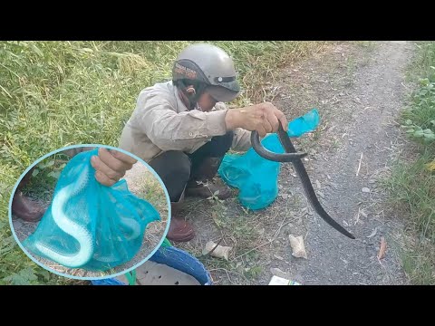 Video Cận Cảnh Đặt Bẫy Rắn Của Ông Chú Góc Miền Tây - youtube