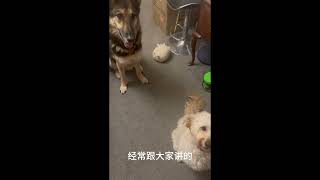 狗狗真的需要训练到完美吗？ by 林小Jim 2,340 views 3 months ago 3 minutes, 13 seconds