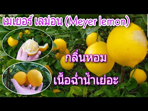 ปลูก‼เมเยอร์เลม่อน(Meyer lemon) แบบอินทรีย์ในสวนหลังบ้าน กลิ่นหอมเนื้อฉ่ำน้ำเย่อะ ผลดก หวานอมเปรี้ยว