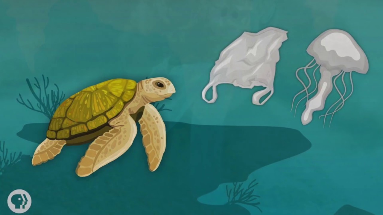 Plastic pollution and its effects on marine animals - by Nisreen Abuwaer -  YouTube