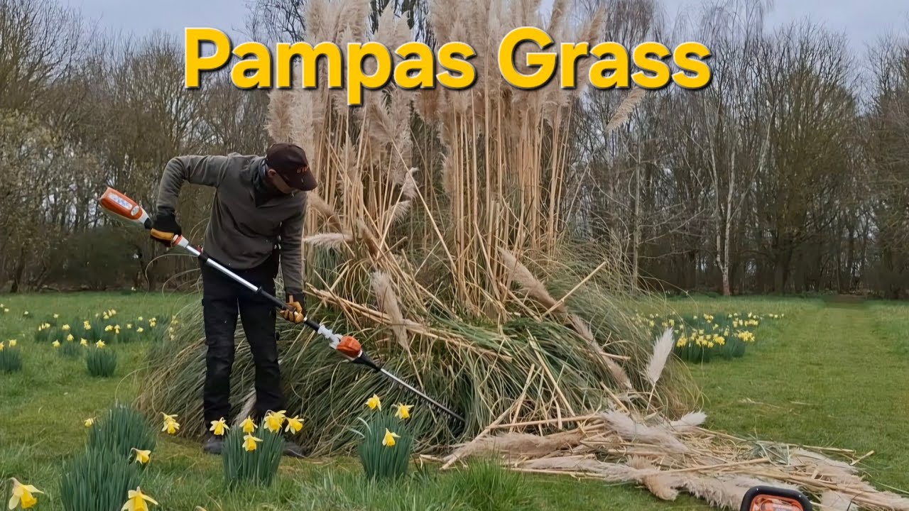 Pampas Grass pruning/ trimming