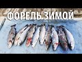 Ловля форели зимой. Отличный улов! Платная рыбалка на Пионерском пруду.