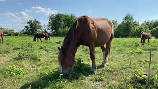 Предлагается к продаже кобыла Текила. Тяжеловозы Тамбовской области.