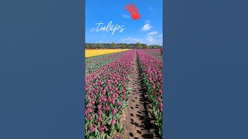 Tulip Moments: Norfolk, UK Edition