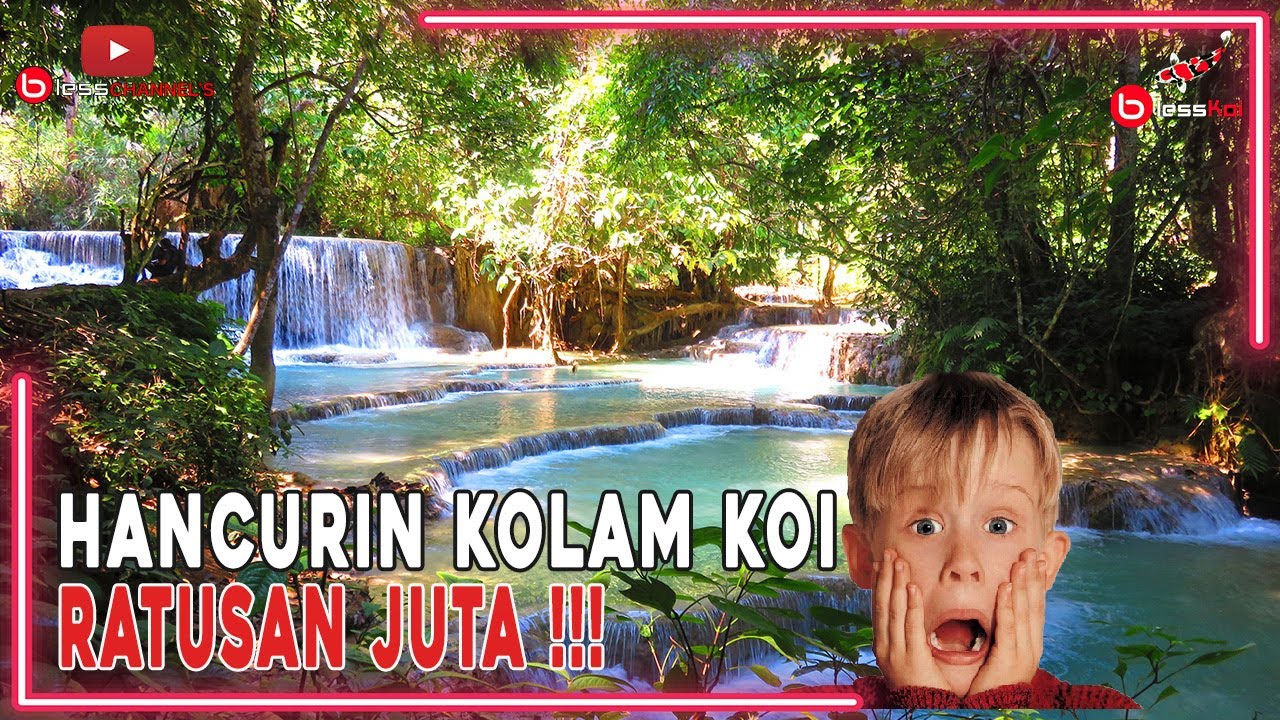 HANCURIN KOLAM KOI RATUSAN JUTA❗❗❗
