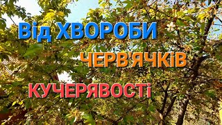 Обробка саду після цвітіння///Обробка Черешні і Вишні від хвороб та шкідників@Dacha_Sad_Gorod