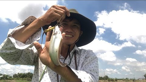 Câu CÁ RÔ ĐỒNG huyện Mộc Hoá mới Bình Phong Thạnh và Bình Hiệp @Caucalongan62