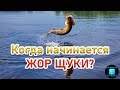 КОГДА НАЧИНАЕТСЯ ЖОР ЩУКИ?!На что ловить щуку осенью?!рыбалка на щуку!