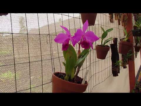 Orchids! What's Flowering 9/13/2018