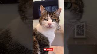 Imagine Dragons Wrote Believer... Cats Took It Personally 😼🔥 #Believer #FunnyCats