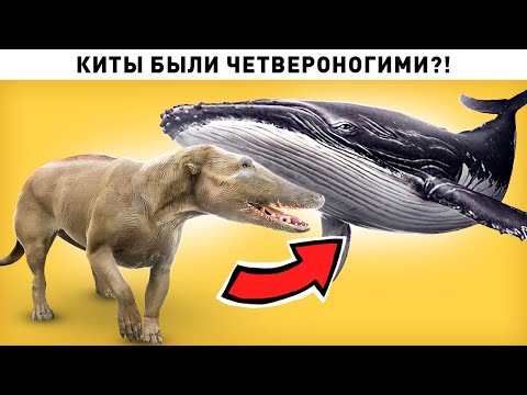 Это интересно! В древности киты обитали на суше