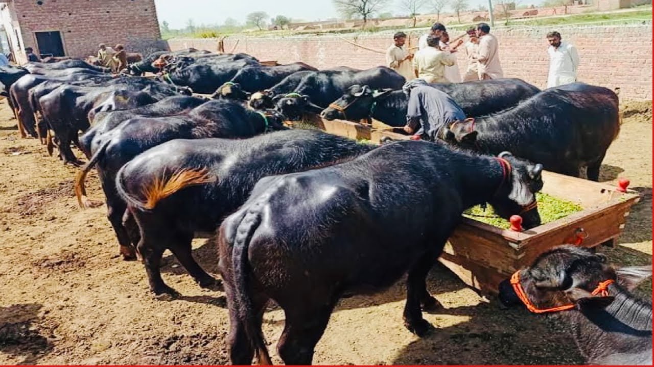 Abdullah Cattal Farm Nankana | Most beautiful neli ravi panj kalyan Jhotiyan