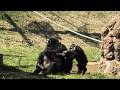 We are Momoko family! by Fubuki, Ibuki, Dill 僕らはモモコ家族だよ!フブキ、イブキ、ディル Chimpanzee 多摩動物公園