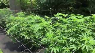 Beginning of July update. Scrog Netting installed!