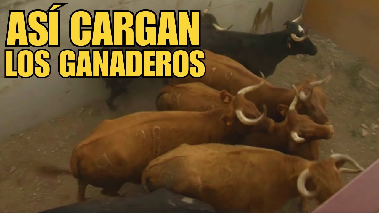 ¡Así Cargan los TOROS BRAVOS al Camión! 🚛🐃