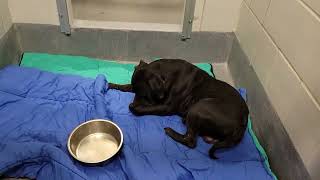 acs A659933