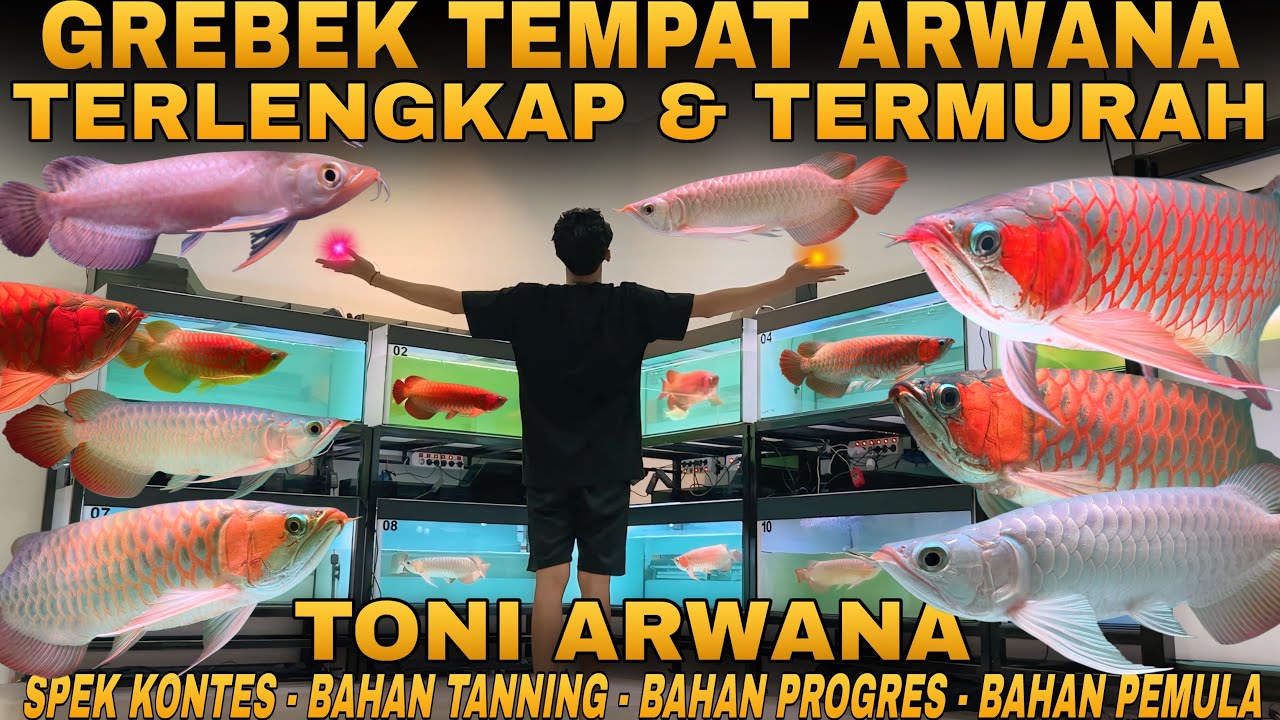 GREBEK TEMPAT ARWANA TERMURAH DAN TERLENGKAP DI CEO AROWANA TERSEMBUNYI TONI AROWANA DURI KEPA