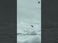 This Bird Walks Underwater 😲 #DipperBird #AmazingNature