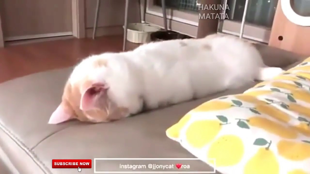Menggemaskan Video Kucing Ngantuk Berat Lucu Youtube