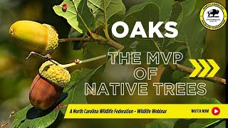 Oaks: The MVP of Native Trees with Doug Tallamy - North Carolina Wildlife Federation