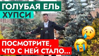 ГОЛУБАЯ ЕЛЬ ХУПСИ | НЕ БРОСАЙТЕ ЕЛЬ НА УЧАСТКЕ